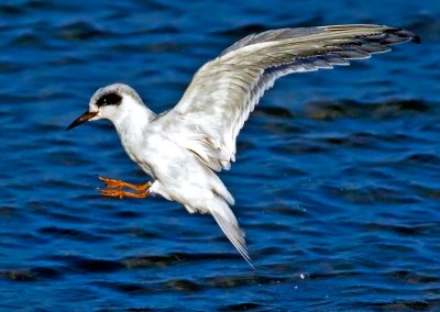 Forster's Tern, Bodega Bay, CA