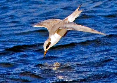 Forster's Tern, Bodega Bay, CA