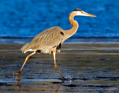 Great Blue Heron, Bodega Bay, CA