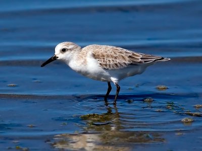Sanderling, Bodega Bay, CA