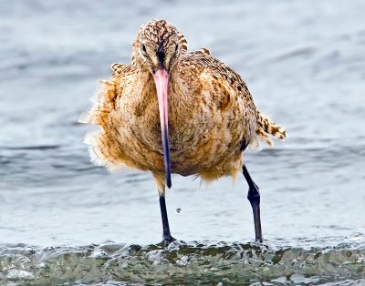 Marbled Godwit, Bodega Bay, CA