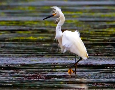 Snowy Egret, Bodega Bay, CA