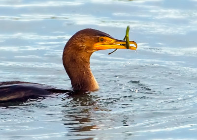 Cormorant, Bodega Bay, CA