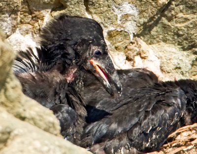 Raven Chick, Bodega Bay, CA