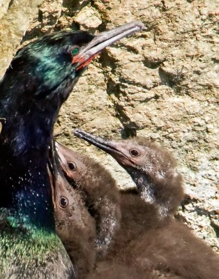Cormorant and Chicks