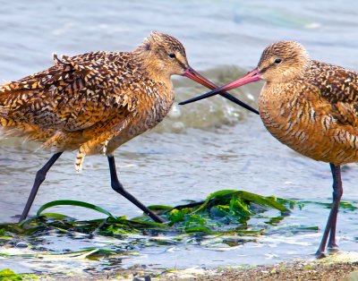 Marbled Godwits, Bodega Bay, CA