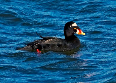 Surf Scoter, Bodega Bay, CA