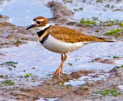 Killdeer, Bodega Bay, CA