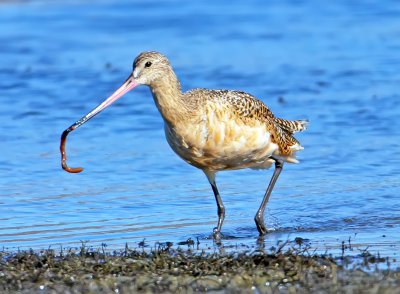 Marbled Godwit, Bodega Bay, CA