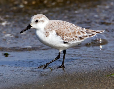 Sanderling, Bodega Bay, CA