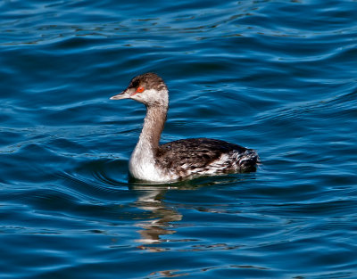 Horned Grebe, Bodega Bay, CA