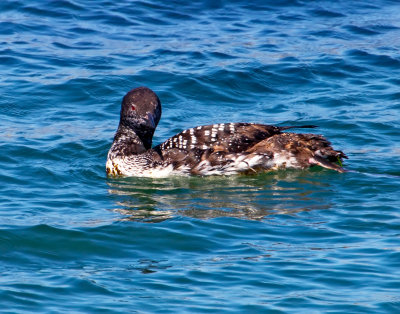 Common Loon, Bodega Bay, CA