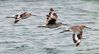 Willets, Bodega Bay, CA