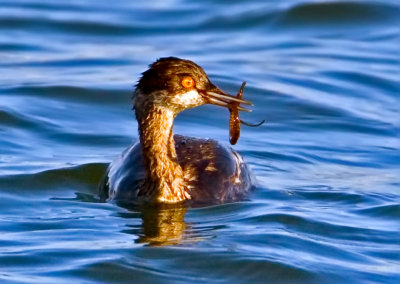 Horned Grebe, Bodega Bay, CA