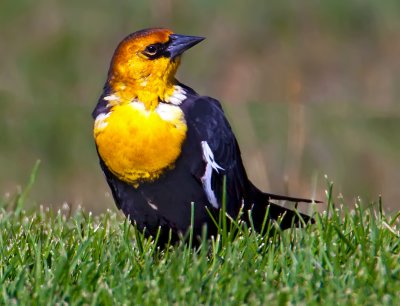 Yellow-headed Blackbird, Eastern Sierra, CA