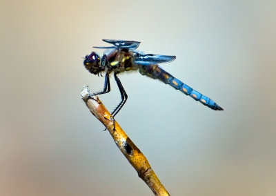 Dragonfly, Crane Prairie Reservoir, Oregon
