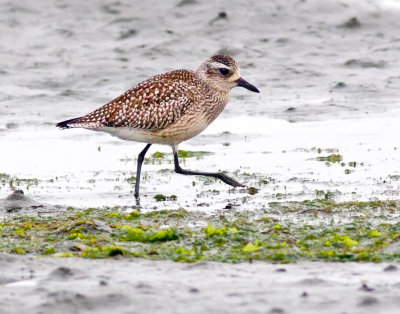 Black-Bellied Plover, Bodega Bay, CA