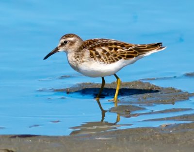 Least Sandpiper, Bodega Bay, CA