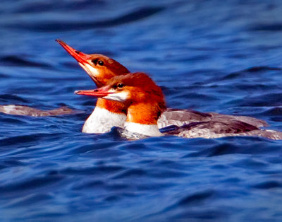 Mergansers, Crane Prairie Reservoir, Oregon