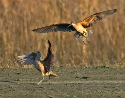 Curlews, Fazio Wildlife Area, CA