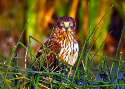 Northern Harrier, Fazio Wildlife Area, CA