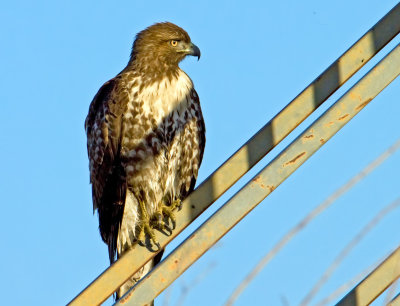 Red-tailed Hawk, Fazio Wildlife Area, CA