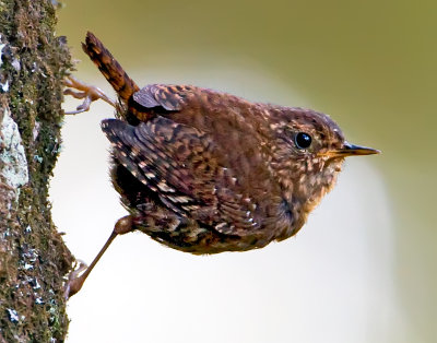 Pacific/Western Winter Wren