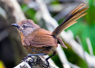 Wrentit