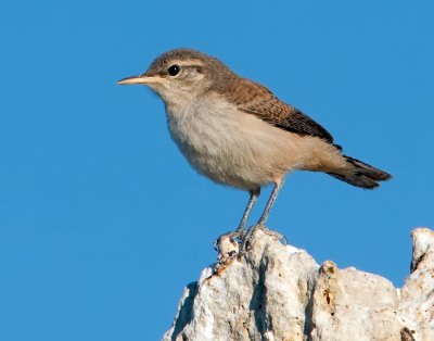 Rock Wren