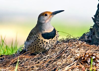 Northern Flicker, Solano Lake, CA