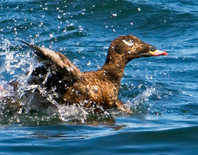 White-winged Surf Scoter, Bodega Bay, CA