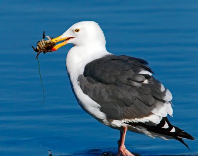 Gulls