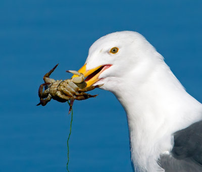 Herring Gull with Crab, Bodega Bay, CA