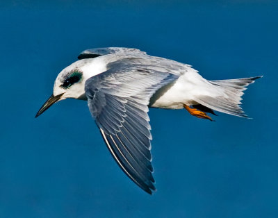 Forster's Tern, Bodega Bay, CA