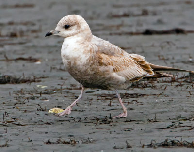 Mew Gull, Bodega Bay, CA