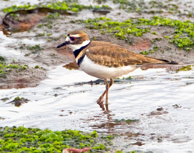 Killdeer, Bodega Bay, CA