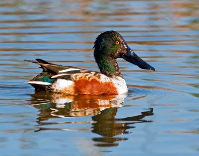 Northern Shoveler