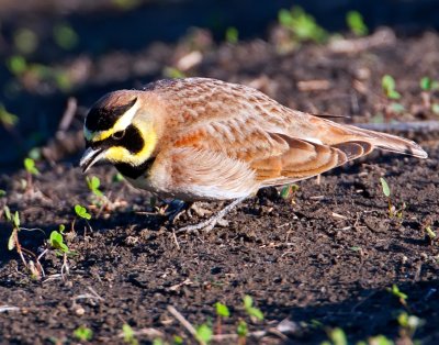 Horned Lark, Fazio Wildlife Area, CA
