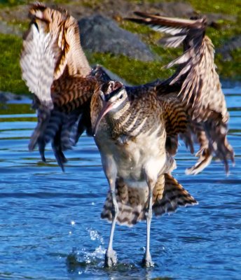 Whimbrel, Bodega Bay, CA