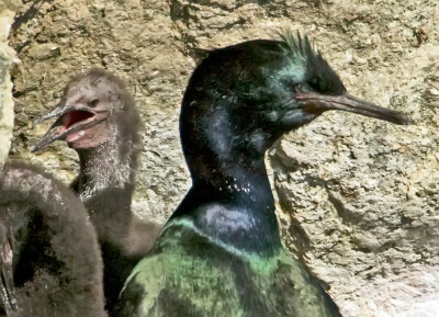 Cormorant Chicks, Bodega Bay, CA