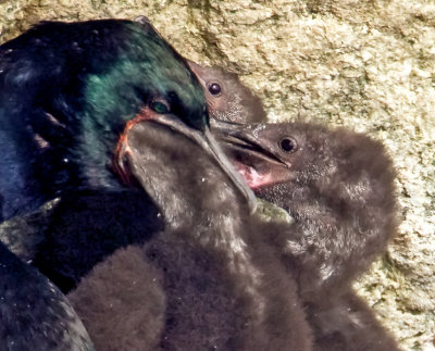 Cormorant Feeding Chicks, Bodega Bay, CA