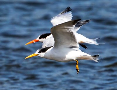 Elegant Terns, Bodega Bay, CA