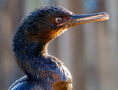 Cormorant, Bodega Bay, CA