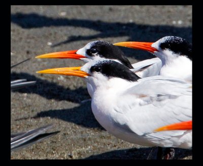 Elegant Terns, Bodega Bay, CA