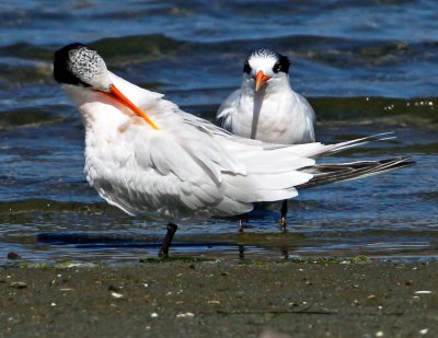 Elegant Terns, Bodega Bay, CA