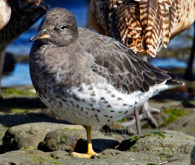 Surfbird, Bodega Bay, CA