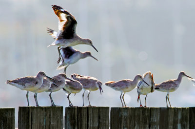 Willets, Bodega Bay, CA