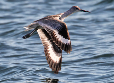 Willet, Bodega Bay, CA