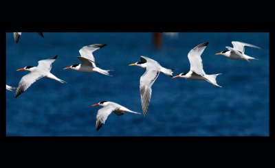 Elegant Terns, Bodega Bay, CA
