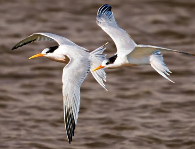 Elegant Terns, Bodega Bay, CA